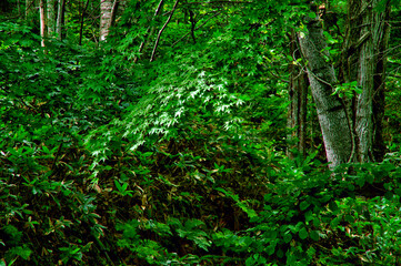 鮮やかな緑のモミジ