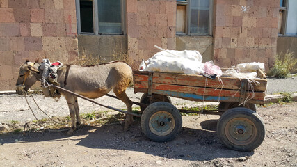 Donkey with a cart and cargo. On carts drawn by a donkey. Pet. A heavy yoke. Assistant for...