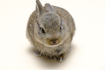 Bunny rabbit and carrot hands