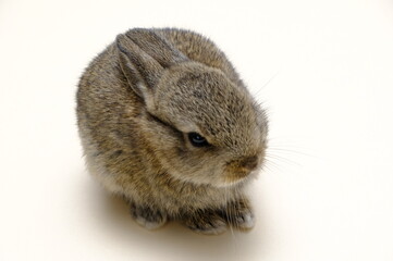 Bunny rabbit and carrot hands