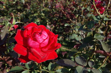 Red Flower of Rose 'Melina' in Full Bloom
