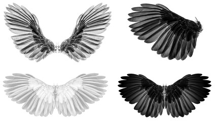Angel wings isolated on whitebackground