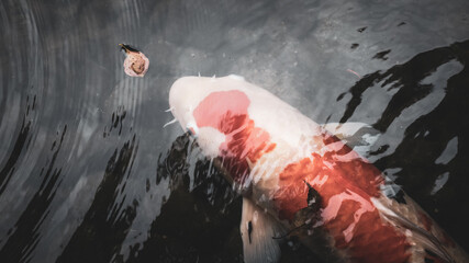 【日本庭園】赤色の錦鯉が池の中で泳ぐ様子