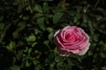Light Pink Flower of Rose 'Mimi Eden' in Full Bloom
