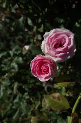 Light Pink Flower of Rose 'Mimi Eden' in Full Bloom
