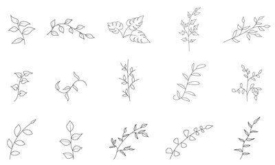 Botanical Drawing vector set of floral elements