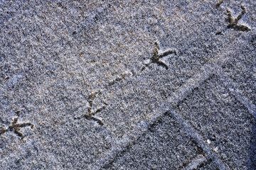   Bird tracks on the pavement, which was sprayed with the first snowfall.
