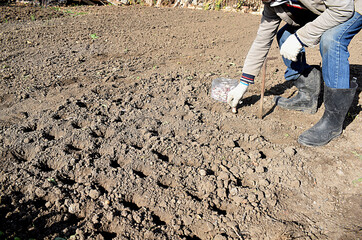 Planting winter garlic on a bed