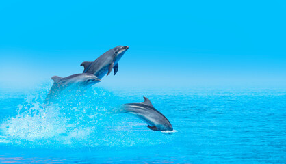 Group of dolphins jumping on the water at bright blue sky