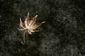 氷の上にもみじの葉