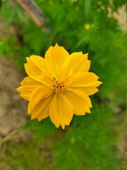 yellow flower in the garden