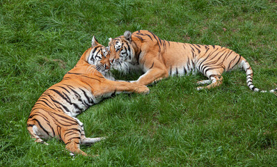 Two Bengal tigers lie on the green grass.
