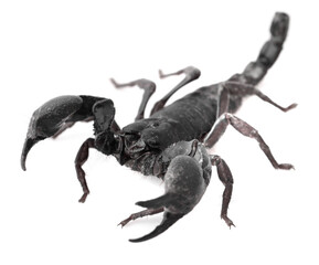 Scorpion,isolated on white background