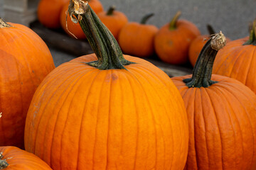 Close up view of bright orange harvested Jack O Lantern pumpkins in a sunny location with copy space