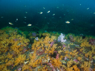 Naklejka na ściany i meble Yellow soft corals in Mergui archipelago, Myanmar