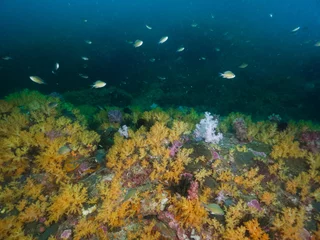 Foto op Aluminium Yellow soft corals in Mergui archipelago, Myanmar © Mayumi.K.Photography