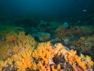 Fototapeta na wymiar Yellow soft corals in Mergui archipelago, Myanmar