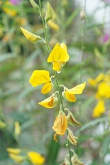yellow Sunn hemp flower in nature garden
