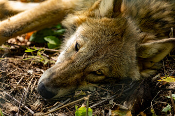 Young Grey wolf falling asleep in the autumn sun