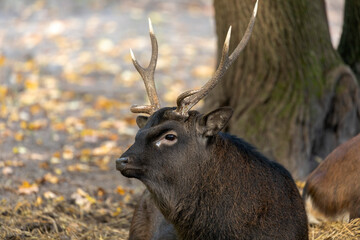 The sika deer (Cervus nippon) also known as  the Japanese deer.