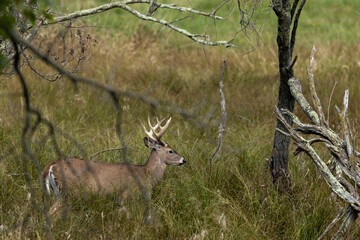 The white-tailed deer, buck on a meadow in the morning.