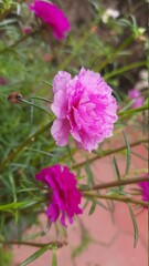 pink and white flower