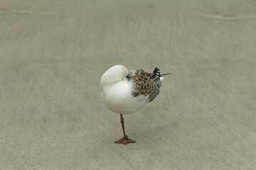 Picture of a black-billed gull sleeping on one foot