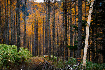 紅葉する森をハイキング