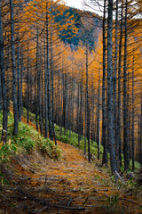 Obraz premium 紅葉する森をハイキング