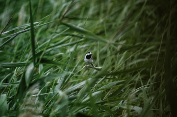 Ptak siedzący na długiej trzcinie na tle wysokich traw © Monika