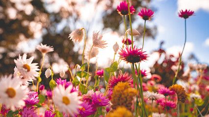 Everlasting flower Wild flower season in Australia