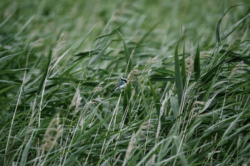 Ptak siedzący na długiej trzcinie na tle wysokich traw © Monika