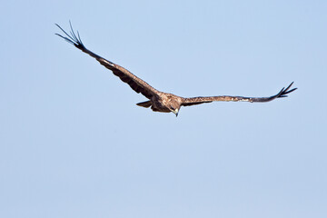 Tawny Eagle (Aquila rapax) in gliding flight, Maasai Mara, Kenya.