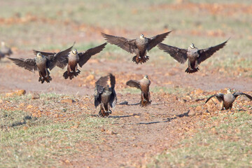 Yellow-throated Sandgrouse (Pterocles gutturalis), flock coming in to land, Maasai Mara, Kenya.