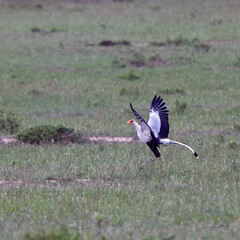 Secretary Bird (Sagittarius serpentarius) just landing, Maasai Mara, Kenya.