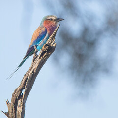 Lilac-breasted Roller (Coracias caudatus), perched on a dead branch, Maasai Mara, Kenya.