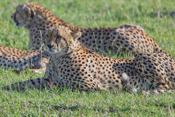 Cheetah, (Acinonyx jubatus), male at rest, Maasai Mara, Kenya.