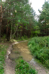Fototapeta premium path in the forest