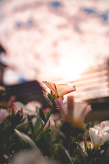 Fototapeta na wymiar Silverbush white flower closeup in soft sunlight with boke background