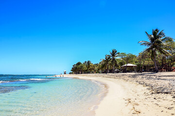 beach with palm trees
