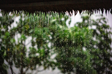 SONY DSC rain, landscape,rainy,plant,baliisland,bokeh,
rainy season,water,nature,green,focus,poetic,photogenic,
雨,雨の風景,風景,ウブド,バリ,スコール,雨季,植物,カントリースタイル,