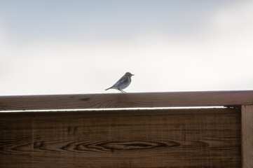 Mały ptaszek siedzący na krawędzi drewnianej balustrady - obrazy, fototapety, plakaty