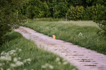 Mały rudy samotny kot na drodze - obrazy, fototapety, plakaty
