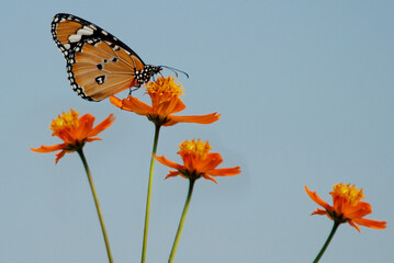 butterfly and flowers with sky background