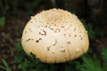 オオシロカラカサダケ