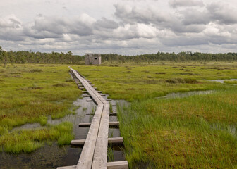 Fototapeta premium a pedestrian wooden footbridge over swamp wetlands with small pines. bog plants and ponds, a typical West-Estonian bog. Nigula Nature Reserve