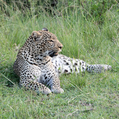 A Leopard (Panthera pardus) relaxing in the afternoon - Kenya. Square Composition.