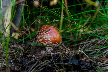 mushrooms in the forest in autumn