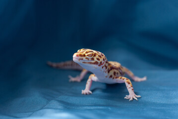 The common leopard gecko on a blue background.