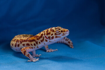 The common leopard gecko on a blue background.